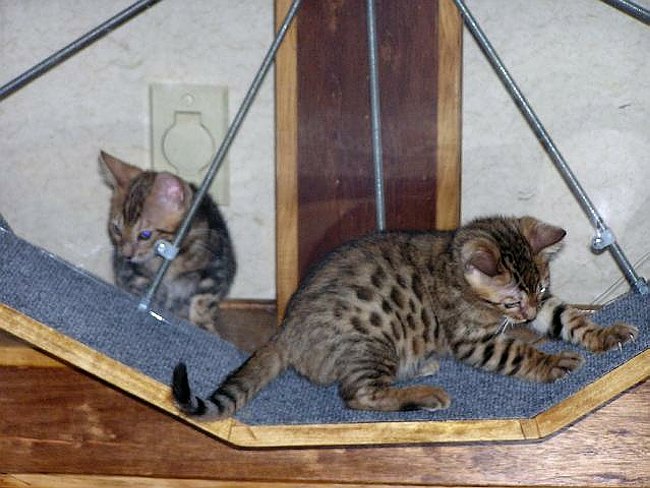 What else does this do